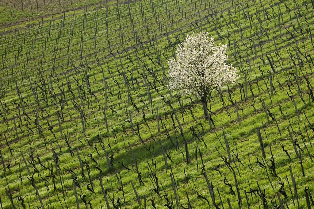 Agriturismo Buondonno Castellina in Chianti Buitenkant foto